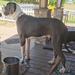 Giuseppe Of Chickaree Mountain Danes