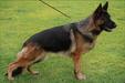 JBIS, RJCH, CEEUW, Crufts Q'26, SG1 SB Amira (2023)