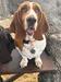 Lilbratzbassets- Mila In Wonderland