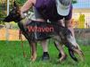 Wraven Von Der Traumwolfen