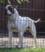 Rsd Bulls Odin