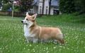 Gold Star Frenchies Frieda
