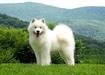 Snowshoe Proudly Presents Elvis