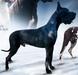 Scoober Danes God Of Mischief @ Gentle Giants