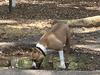 Zanna’s Independence Aby Of Royal Amstaff