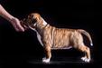 Brindle Brand Honey Bunny