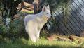 Dohko de Libra Mountain Wolves