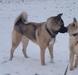 Arctic's Kage Shining Shadow