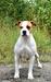 Feeling Of Victory Mega Amstaff