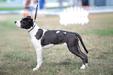 Let The Dreams Come True Mega Amstaff
