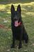 Samson of Zorah Raney