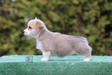Divine Paws Blika