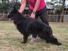 Honey vom Zein Kennel