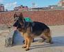 Horrya vom Royal Kennel