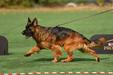 Jamison vom team Furstenbrunn