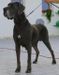 Walli Dog-Lome