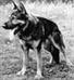  Dingo von der Friedersdorfer Flur