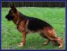 Athos aus Kiama
