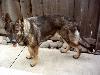 Athos Von Falkon Ridge