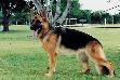 Cissa do Assyrius