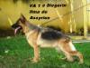 Ilma do Assyrius