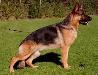 Diablo von der Rochele Ranch