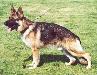 EX (AUST)Vonpeta Questor