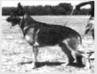 Silver Medal Austr. Nationals 1972 Bratara Cossack