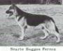  Svarte-Bagges Ferrox