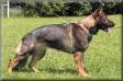 Riva von der Grafschaft Wolfram