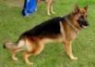 Athos do Recanto da Floresta