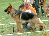 Heleros Sirius