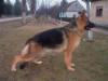 Rocko vom haus Milesevac