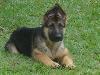 Duran do Euro Brasil
