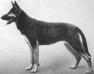 SGRN 1926 Arna aus der Ehrenzelle