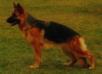 Baila v.d. Ybajo Hoeve