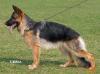 Heleros Bellatrix