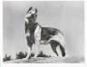 Rin-Tin-Tin IV