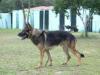 Celta do Alpha Lupus