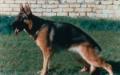 SG Chey degli Achei (1996) LOI 637652
