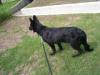 Onyx Von Haus Castle Knight
