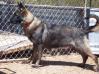 Lady Cheyanne von RuffGSD