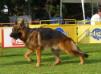 PERRO DEL AÑO 2008 Laion Von Verbunden