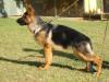 Camal do Assyrius