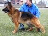 Tarzan Einsamer Wolf