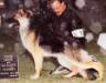SEL CH (US) Welove Du Chien's Harrison