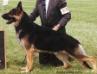 CH (AKC) Welove Du Chien's Matthew