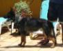 Chico do Prismanlu