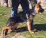 Dingo Do Phedrei
