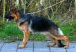 Nex vom Lehnhof